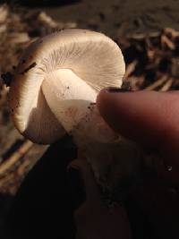 Amanita velosa image