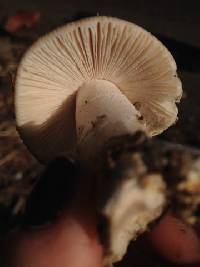 Amanita velosa image