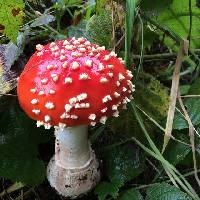 Amanita muscaria image