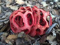 Clathrus ruber image