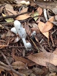 Coprinopsis lagopus image