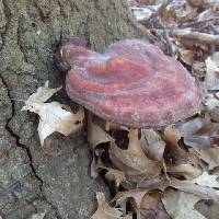 Ganoderma lucidum image