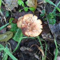 Laccaria laccata image