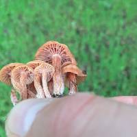 Laccaria laccata image