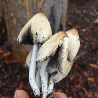 Coprinopsis atramentaria image