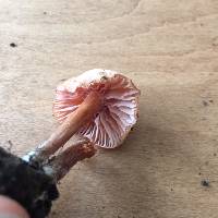 Laccaria laccata image