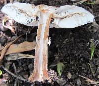 Chlorophyllum rhacodes image