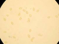 Paxillus cuprinus image