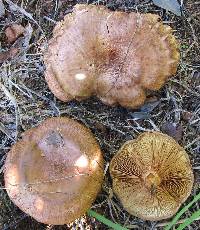 Paxillus cuprinus image