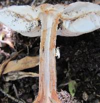 Chlorophyllum rhacodes image