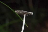 Coprinopsis lagopus image