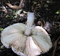 Chlorophyllum rhacodes image