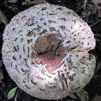 Chlorophyllum rhacodes image