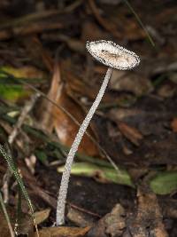 Coprinopsis lagopus image