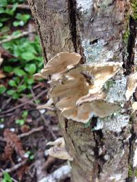 Trametes versicolor image