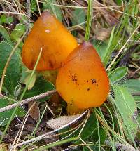 Hygrocybe conica image