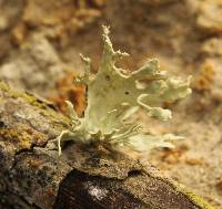 Ramalina canariensis image