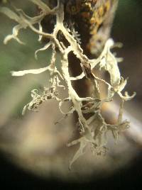 Ramalina farinacea image