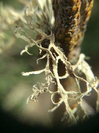 Ramalina farinacea image