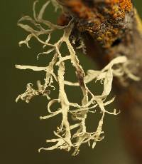 Ramalina farinacea image