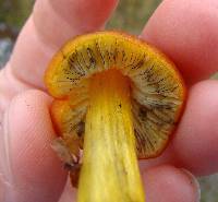 Hygrocybe conica image