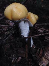 Stropharia ambigua image