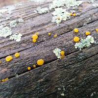 Image of Dacrymyces capitatus