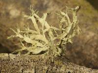 Ramalina farinacea image