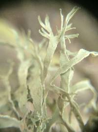 Ramalina farinacea image