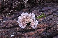 Schizophyllum commune image