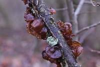 Auricularia auricula-judae image