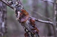 Auricularia auricula-judae image