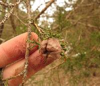 Gymnosporangium juniperi-virginianae image