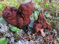 Gyromitra esculenta image