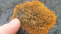 Xanthoria elegans image