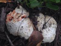 Clathrus ruber image