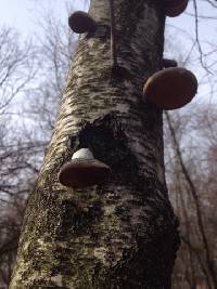 Fomitopsis betulina image