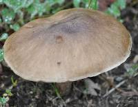 Pluteus cervinus image