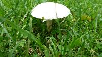 Leucoagaricus leucothites image