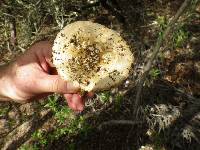 Amanita pantherina image