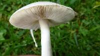 Leucoagaricus leucothites image