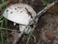 Amanita novinupta image