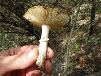 Amanita pantherina image