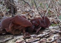 Auricularia auricula-judae image