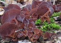 Auricularia auricula-judae image