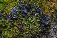 Image of Peltigera canina