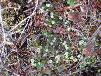 Cladonia fimbriata image