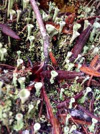 Cladonia fimbriata image