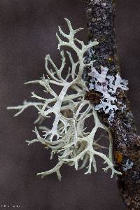 Evernia prunastri image