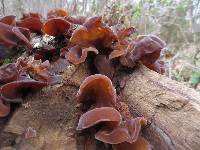 Auricularia auricula-judae image